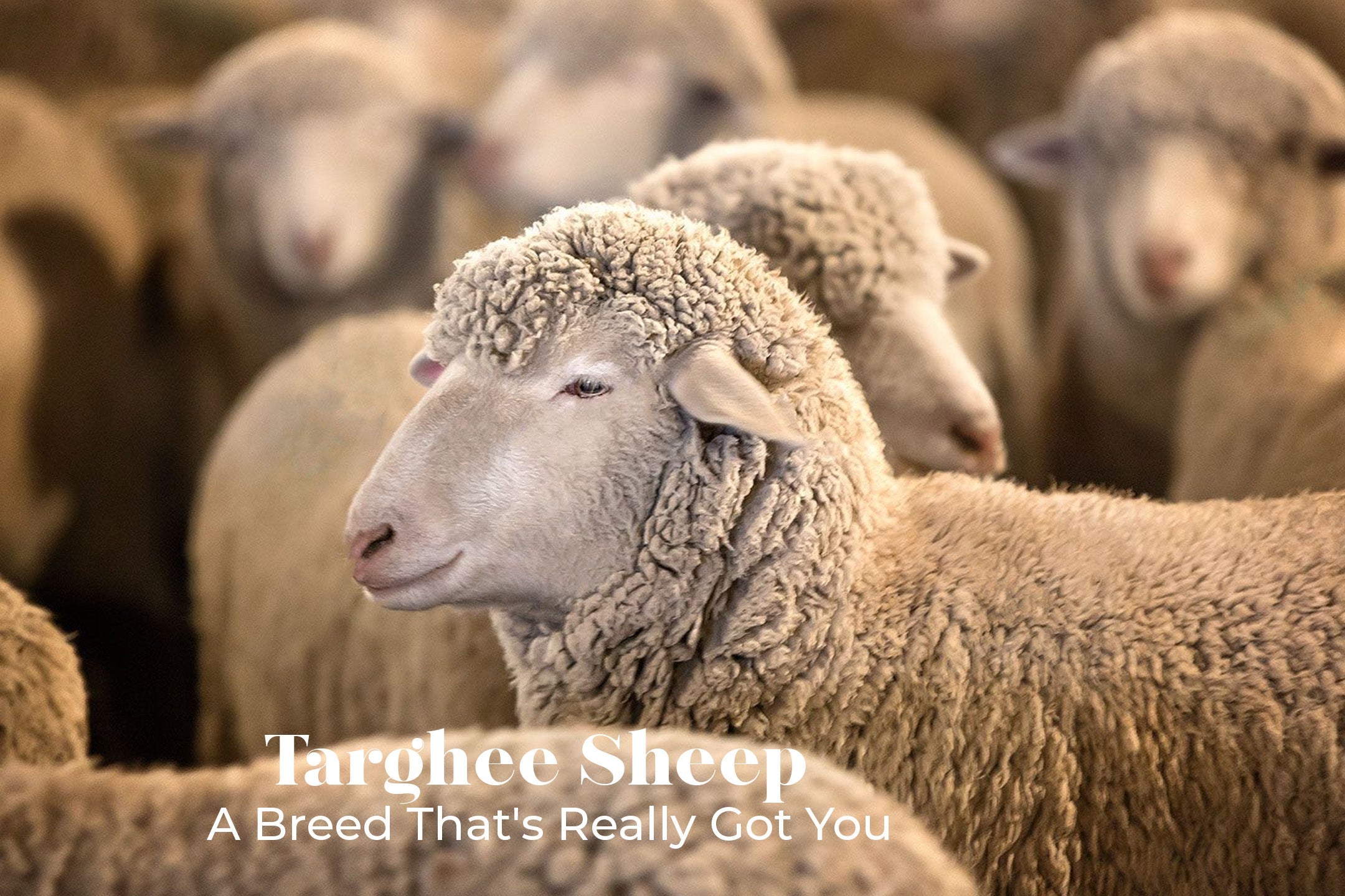 Targhee Sheep: A Breed That's Really Got You Covered